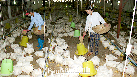 Trang trại nuôi gà của ông Triệu Văn Tấn, xóm Triệu, xã Hiển Khánh.
