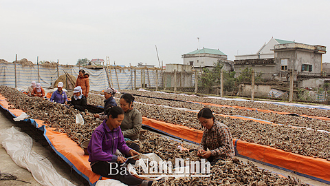 Hội viên Hội Phụ nữ xã Xuân Ninh (Xuân Trường) học nghề trồng nấm.