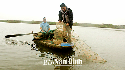 Thu hoạch cua biển tại hộ nuôi của ông Trần Văn Quý, xóm 6, xã Nghĩa Thắng.