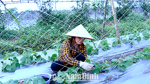 Mô hình trồng rau sạch trong nhà lưới của hộ gia đình anh Trần Trọng Việt, xã Mỹ Thắng (Mỹ Lộc).