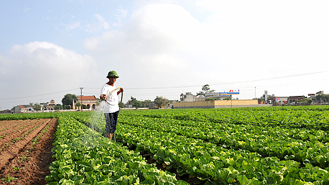 Nông dân xã Giao Phong chăm sóc khoai tây vụ đông xuân.