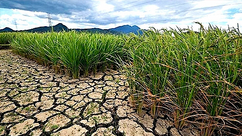 Tình trạng khô hạn, thiếu nước, xâm nhập mặn tại Nam Trung Bộ sẽ kéo dài đến giữa năm.