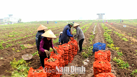 Thu hoạch vào thời tiết bất thuận sẽ làm giảm năng suất và chất lượng nông sản (Trong ảnh: Nông dân xã Nam Hùng, Nam Trực thu hoạch khoai tây trong đợt mưa dầm cuối vụ đông 2015).