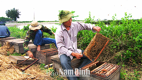 Thành viên tổ hợp tác mật ong sú vẹt ở Vườn Quốc gia Xuân Thủy thu hoạch mật ong. 