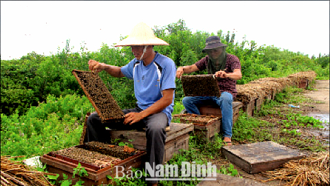 Chăm sóc đàn ong mật tại VQG Xuân Thủy.