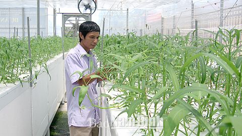 Sản xuất thử nghiệm rau an toàn bằng phương pháp khí canh tại Trung tâm Ứng dụng tiến bộ khoa học và công nghệ, CCN An Xá (TP Nam Định).