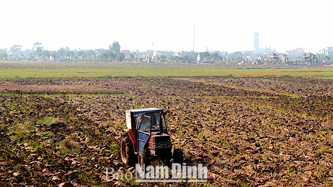 Làm đất chuẩn bị gieo cấy vụ mùa tại xã Nghĩa Phong (Nghĩa Hưng).