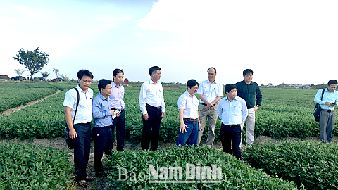Cán bộ huyện Vụ Bản thăm cánh đồng lạc xuân hè áp dụng cơ giới hóa khâu gieo hạt.