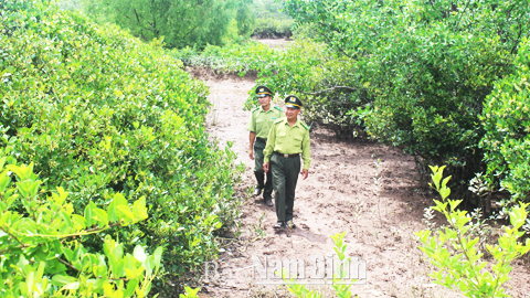 Cán bộ Hạt Kiểm lâm Vườn quốc gia Xuân Thủy tuần tra, kiểm soát rừng phòng hộ ven biển.