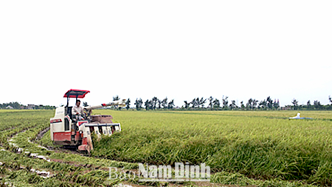 Cty TNHH Cường Tân thuê gom, tích tụ ruộng đất tại xã Xuân Ninh (Xuân Trường) để sản xuất lúa giống.