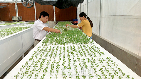 Sản xuất khoai tây giống chất lượng cao bằng phương pháp khí canh tại Trung tâm Ứng dụng tiến bộ khoa học công nghệ (Sở KH và CN).
