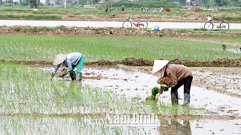Nông dân xã Yên Xá (Ý Yên) xuống đồng gieo cấy lúa vụ mùa 2016.