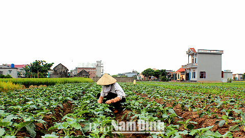 Nông dân xã Giao Yến chăm sóc cây su hào.