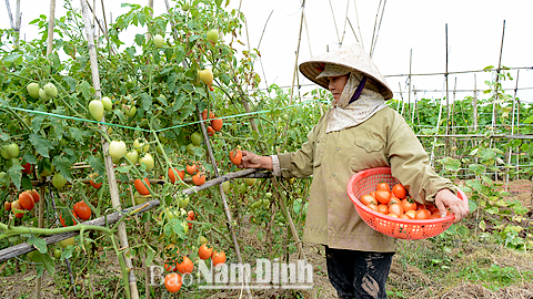Thu hoạch cà chua trái vụ tại gia trại của anh Tạ Văn Ly, xã Hải Ninh (Hải Hậu).