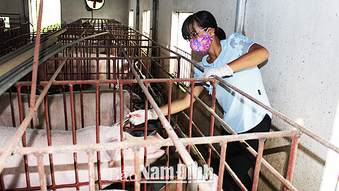 Tiêm phòng vắc-xin cho lợn tại Thị trấn Cát Thành.