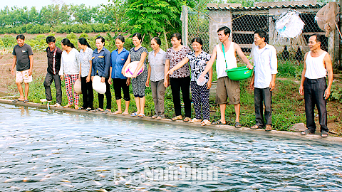 Thành viên Tổ hợp tác nuôi trồng thủy sản xã Nghĩa Bình (Nghĩa Hưng) tham quan, trao đổi kinh nghiệm nuôi cá diêu hồng.