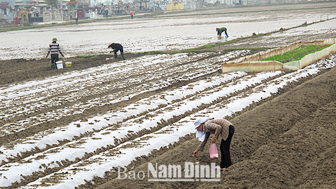 Kỹ thuật trồng lạc che phủ ni-lông ở huyện Ý Yên.