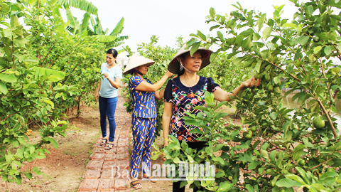 Thực hiện dồn điền đổi thửa, gia đình chị Đinh Thị Toan, xóm 16, xã Xuân Kiên đã xây dựng được trang trại tổng hợp mang lại nguồn thu nhập ổn định.