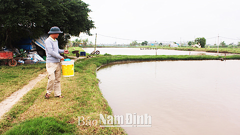 Anh Lê Thế Nhật, thành viên HTX sản xuất, kinh doanh dịch vụ NTTS Xuân Hòa (Xuân Trường) đang chăm sóc đàn cá.