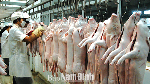 Chế biến thịt đông lạnh tại Cty CP Chế biến nông sản xuất khẩu.
