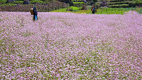 Lễ hội hoa tam giác mạch tỉnh Hà Giang lần thứ 2 năm 2016 đã chính thức khai mạc với chủ đề “Đá nở hoa”