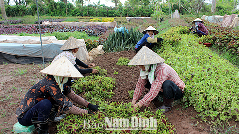 Gia đình bà Nguyễn Thị Bình, chủ nhà vườn Thanh Bình, xóm Minh Khai, thôn Vị Khê, xã Điền Xá (Nam Trực) trồng 3 mẫu cây cảnh các loại, tạo việc làm thường xuyên cho 15 lao động nữ.