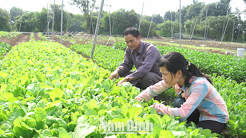 Sản xuất rau an toàn theo công nghệ Nhật Bản tại Trung tâm Giống cây trồng Nam Định.