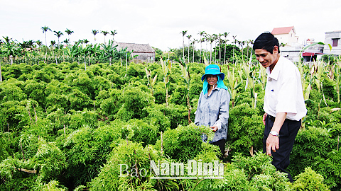 Mô hình trồng đinh lăng cho hiệu quả kinh tế cao ở xã Hải Quang (Hải Hậu). Ảnh: Hoàng Tuấn