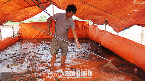 Thu hoạch cá quả tại hộ gia đình ông Nguyễn Văn Cừu, xóm Xuân Hóa, Hải Xuân.