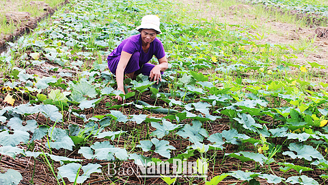 Gia đình bà Phùng Thị Gấm, xóm 10, xã Giao Hà có trên 2.000m2 trồng bí vụ đông và rau xanh các loại, góp phần phát triển kinh tế gia đình.
