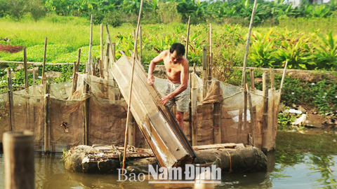 Ông Vũ Đức Văn, xã Phương Định (Trực Ninh) đang thu hoạch cá từ bỏ đăng của gia đình.