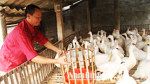 Chăm sóc ngan theo mô hình kinh tế nông nghiệp đô thị tại gia đình ông Hoàng Sỹ Khoản, xã Mỹ Xá (TP Nam Định). 