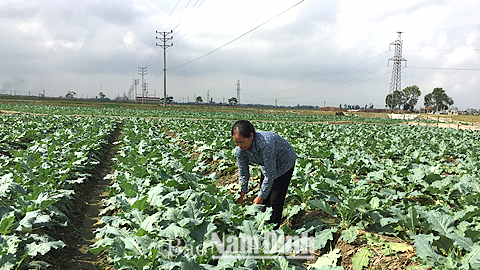 Đa số các hộ nông dân ở xã Yên Dương (Ý Yên) vẫn đang loay hoay tìm đầu ra cho sản phẩm cây vụ đông.