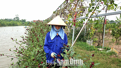 Bà Đinh Thị Hoà, xóm Trung, xã Yên Khánh (Ý Yên) chăm sóc cây Atiso đỏ trong vườn nhà.