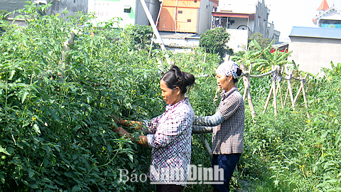 Thu hoạch cà chua tại một trang trại trồng rau an toàn của xã Mỹ Thắng (Mỹ Lộc).