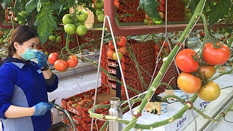 Thu hoạch cà chua cho hệ thống siêu thị Coles. (Nguồn ABC)