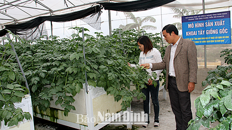 Chăm bón khoai tây giống trồng theo phương pháp khí canh tại Trung tâm Ứng dụng tiến bộ khoa học công nghệ (Sở KH và CN).