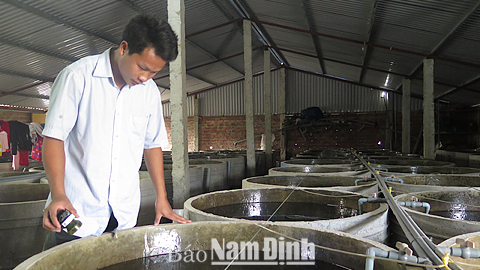 Từ mô hình nuôi cá chạch hiệu quả, anh Nguyễn Mạnh Hùng, tổ 8, Thị trấn Quỹ Nhất (Nghĩa Hưng) đã trở thành triệu phú.