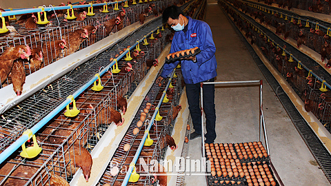 Trang trại nuôi 6.000 con gà đẻ trứng của anh Trần Bùi Nam, xã Mỹ Trung.