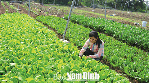 Mô hình trồng rau an toàn theo công nghệ Nhật Bản tại Trung tâm Giống cây trồng Nam Định.