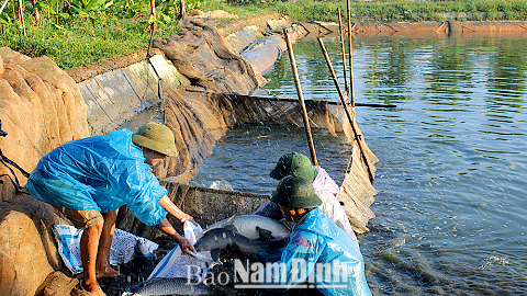 Thu hoạch cá trắm đen tại hộ ông Trần Văn Vịnh, xã Mỹ Hà (Mỹ Lộc).