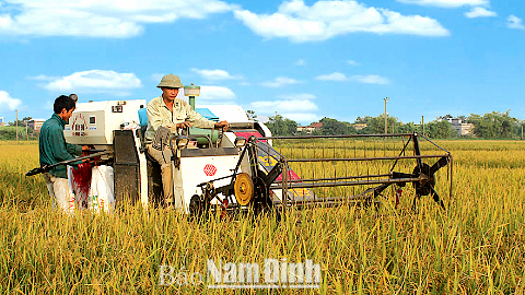 Thu hoạch lúa trên cánh đồng mẫu lớn xã Việt Hùng (Trực Ninh).