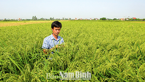 Cán bộ kỹ thuật Trạm Khuyến nông huyện Xuân Trường kiểm tra sự phát triển của lúa tám ấp bẹ Xuân Đài.