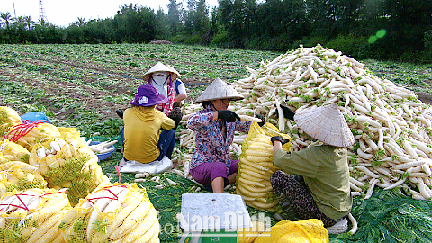 Nông dân Thị trấn Thịnh Long thu hoạch củ cải.