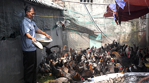 CCB Nguyễn Văn Thành, xã Nghĩa Trung (Nghĩa Hưng) chăm sóc đàn gà của gia đình.