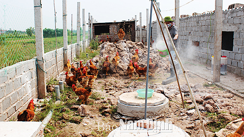 Nông dân xã Trực Phú (Trực Ninh) rắc vôi bột khử trùng chuồng nuôi.