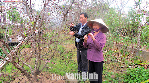 Chăm bón hoa đào tại nhà vườn của ông Trần Văn Dũng, khu phố 4, Thị trấn Quỹ Nhất (Nghĩa Hưng).