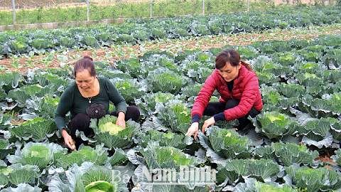 Sản xuất rau an toàn phục vụ Tết Nguyên đán 2017 tại thôn Hồng Phong, xã Mỹ Tân (Mỹ Lộc).