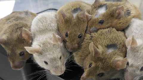  Những con chuột non một tháng tuổi sinh ra từ trứng nhân tạo. Ảnh: Katsuhiko Hayashi.