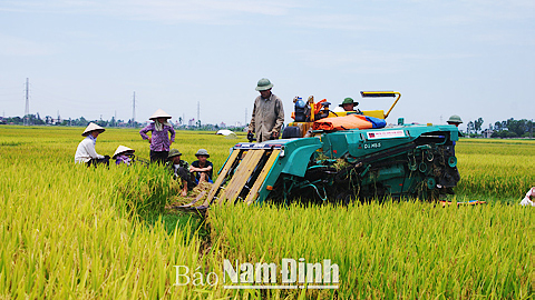Nguồn vốn vay từ Agribank Chi nhánh Bắc Nam Định đã giúp nông dân huyện Ý Yên mua máy gặt cơ giới hoá khâu thu hoạch lúa. 